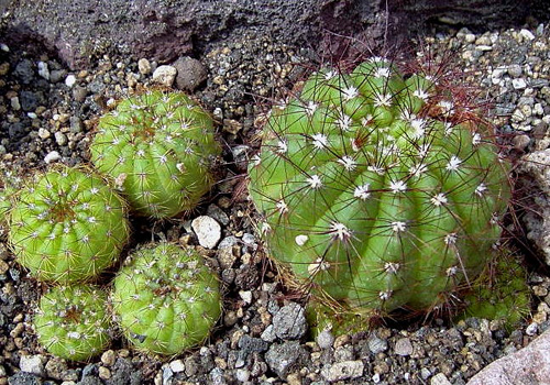 Notocactus globularis Foto N. Gerloff